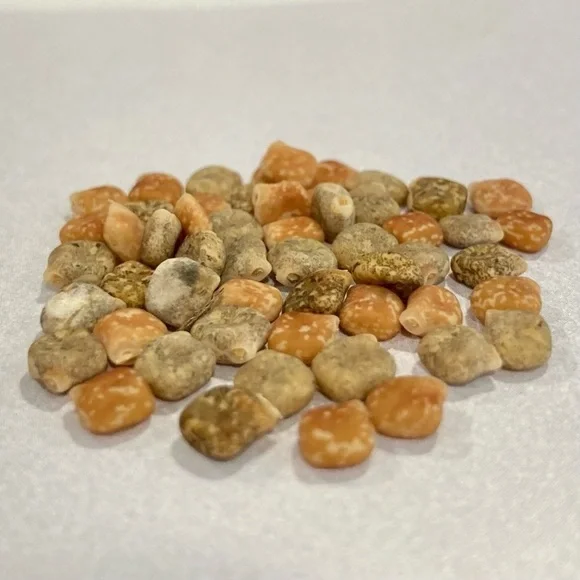 50 Seeds Texas Bluebonnet Wildflower Lupinus texensis Flower Seeds Garden - Picture 16 of 16